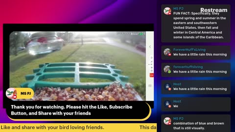 Bird Feeder Live 5-20
