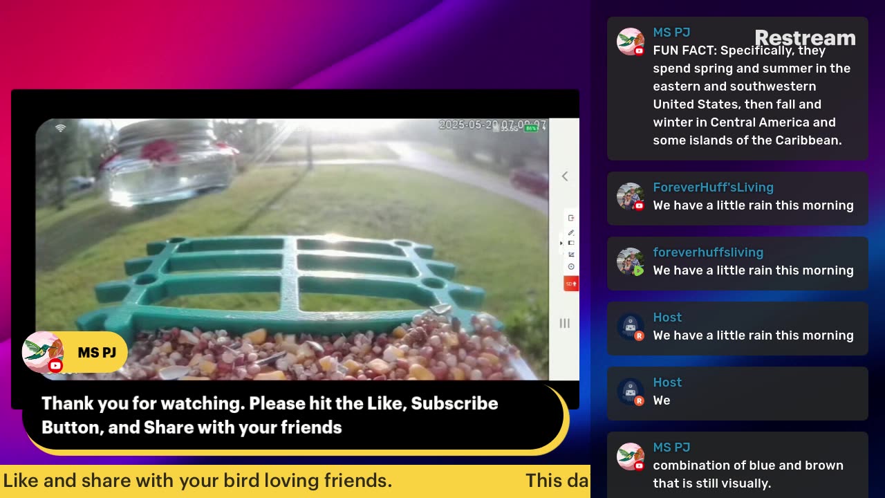 Bird Feeder Live 5-20