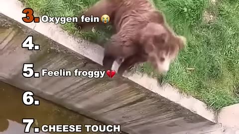 FUn Pets