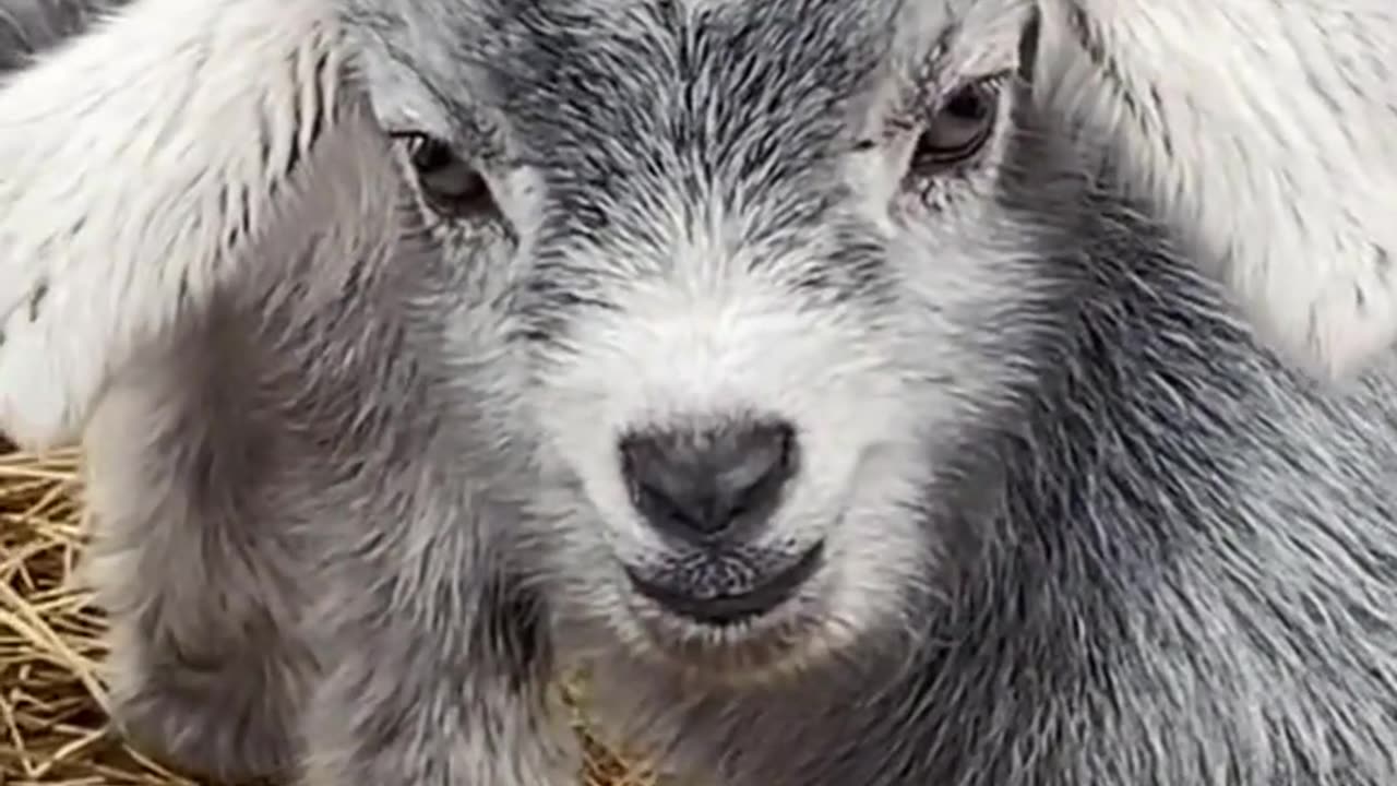 Everybody needs a pet goat