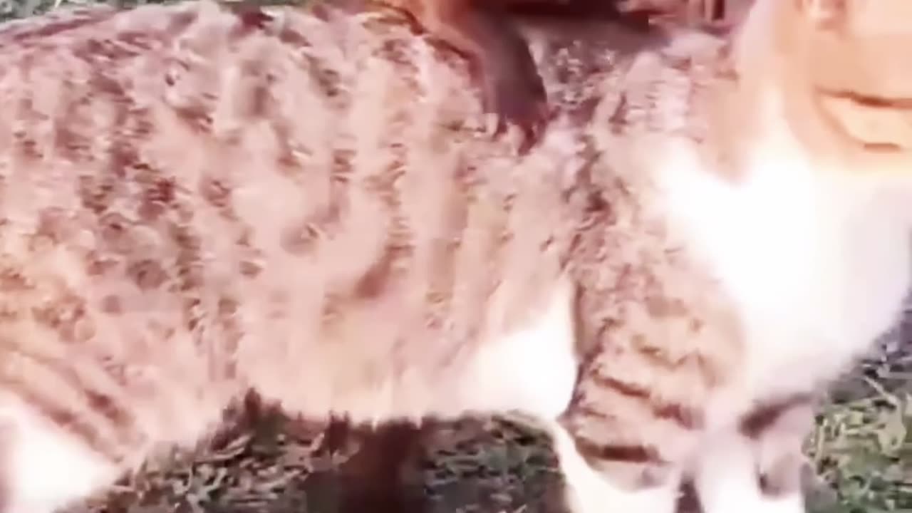 Tingkah lucu kucing dan ,#hewan liar sayangkuci.