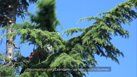 Boomverzorging Zaandam