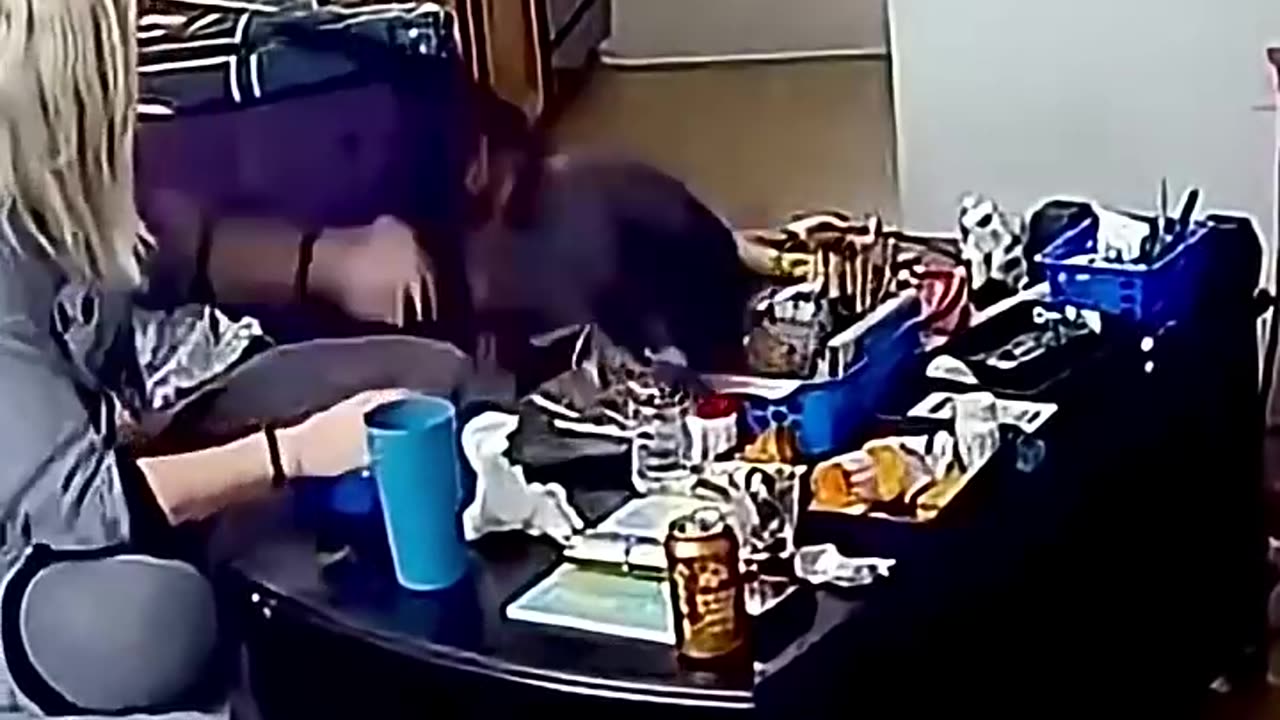 WHEN YOU CHILL AND YOU HAVE A CAT IN YOUR HOYSE