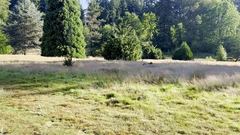 taking a break in the tall grass 20832409823