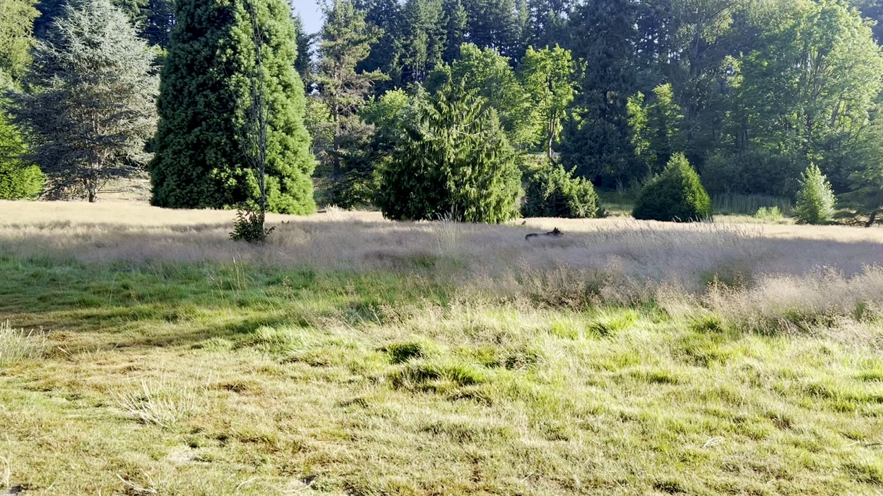 taking a break in the tall grass 20832409823