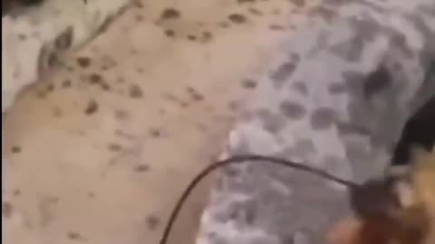 Dog jumps in the water to save a drowning kitty