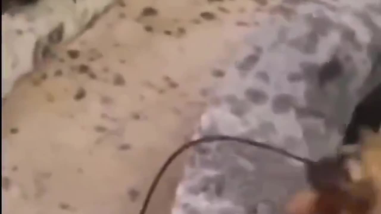 Dog jumps in the water to save a drowning kitty
