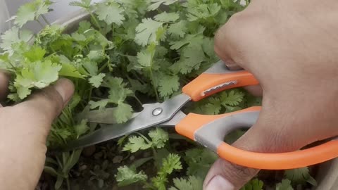 Season’s First Fresh Coriander Harvest 🌿✨