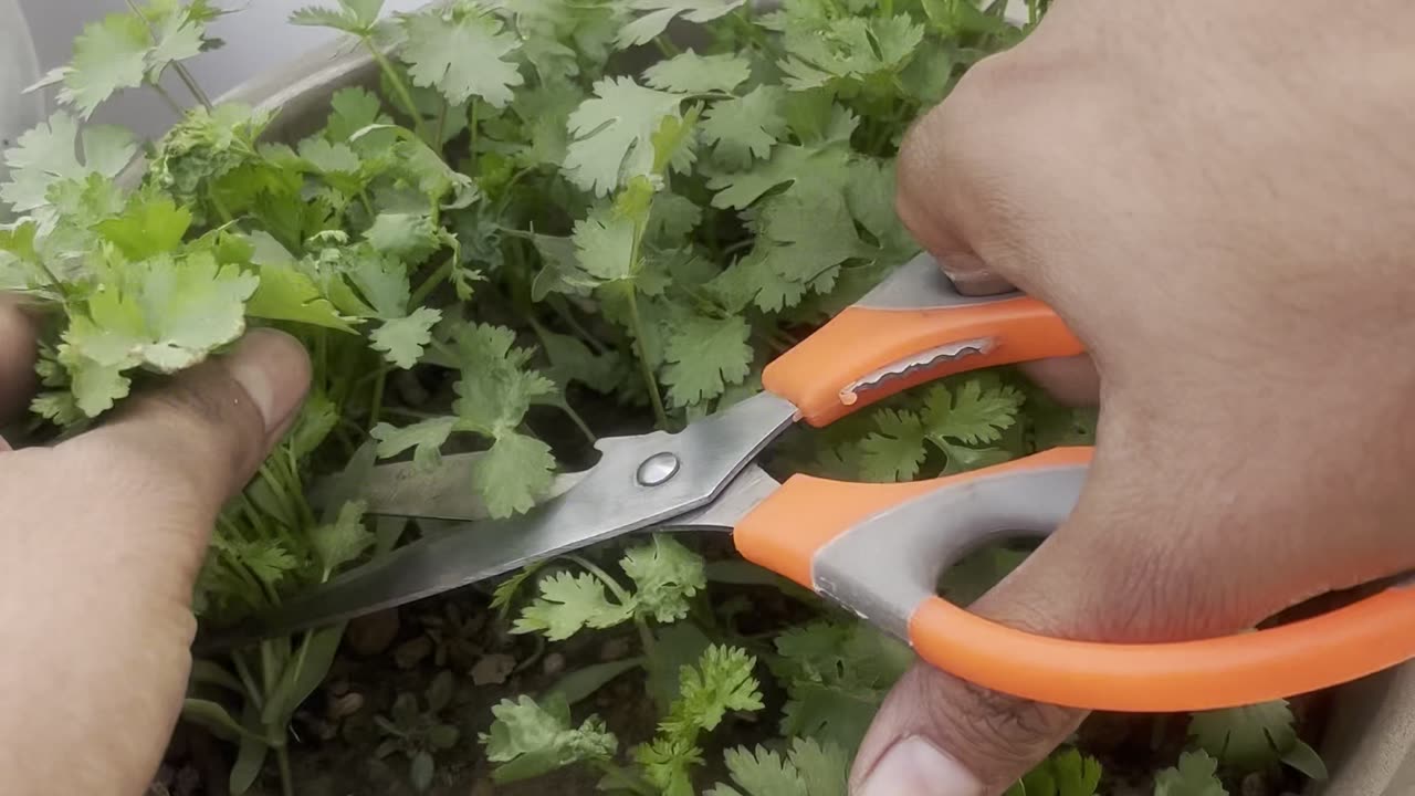 Season’s First Fresh Coriander Harvest 🌿✨