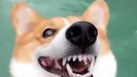 Happy mischievous 🐾| funny dog 07