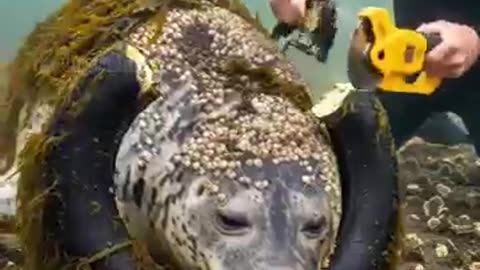 Incredible: Scuba Diver Saves Stranded Seal from Entrapment! #rescue #animals #w