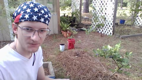 How to grow Blueberries organically