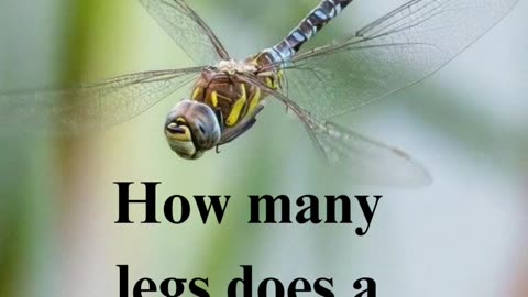 Dragonfly Quiz