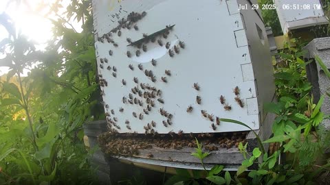 Bees on a Tuesday Evening