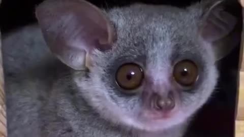 How do you like this Galago?! 😆😄