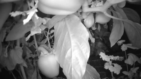 Indiegogo Is Live! Come Explore With Me – Gen X Nature Stream |