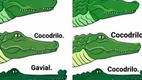 Reptiles del orden Crocodylia