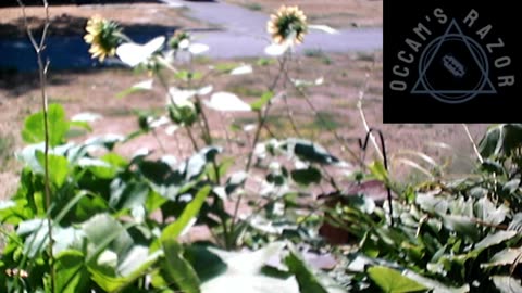 Butch the Sunflower