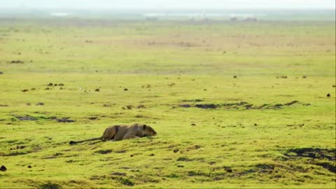 10 HRS Amazing Wildlife of Chobe National Park in 8K UHD Incredible South Africa - Part