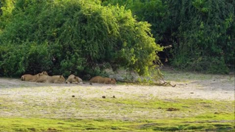 10 HRS Amazing Wildlife of Chobe National Park in 8K UHD Incredible South Africa - Part