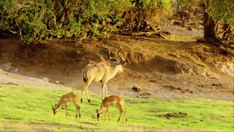 10 HRS Amazing Wildlife of Chobe National Park in 8K UHD Incredible South Africa - Part