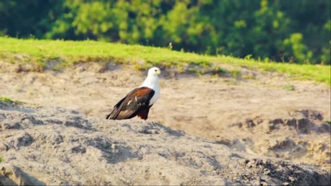 10 HRS Amazing Wildlife of Chobe National Park in 8K UHD Incredible South Africa - Part