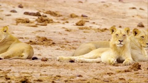 10 HRS Amazing Wildlife of Chobe National Park in 8K UHD Incredible South Africa - Part