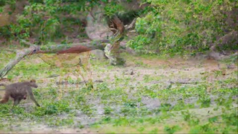 10 HRS Amazing Wildlife of Chobe National Park in 8K UHD Incredible South Africa - Part