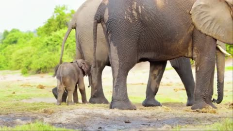 10 HRS Amazing Wildlife of Chobe National Park in 8K UHD Incredible South Africa - Part