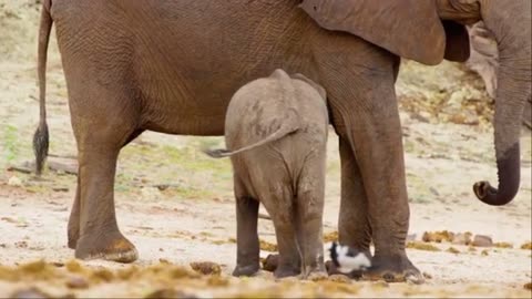 10 HRS Amazing Wildlife of Chobe National Park in 8K UHD Incredible South Africa - Part
