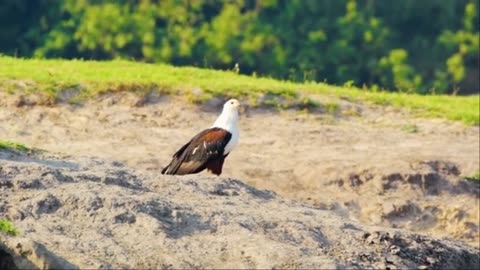 10 HRS Amazing Wildlife of Chobe National Park in 8K UHD Incredible South Africa - Part