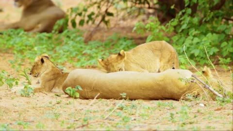 10 HRS Amazing Wildlife of Chobe National Park in 8K UHD Incredible South Africa - Part