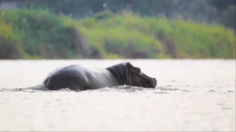 10 HRS Amazing Wildlife of Chobe National Park in 8K UHD Incredible South Africa - Part