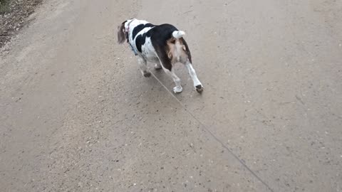 Bandit