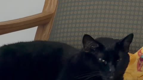 Cute Precious Piper is a Monarch - My Adopted Shelter Cat Vlog #shorts