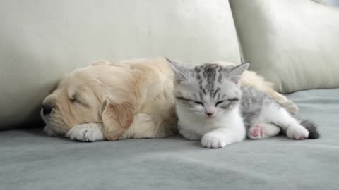 What Does A Kitten Do When He Finds A Sleeping Golden Retriever Puppy