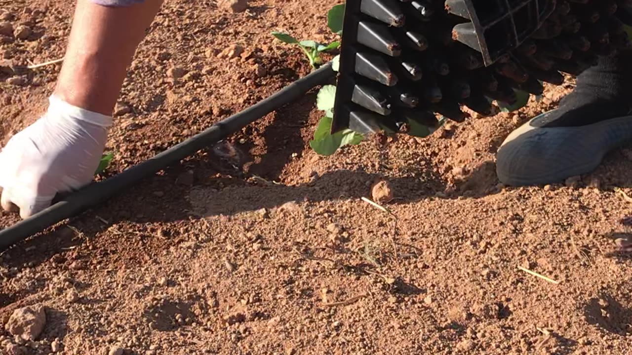 Planting cabbage seedlings by hand