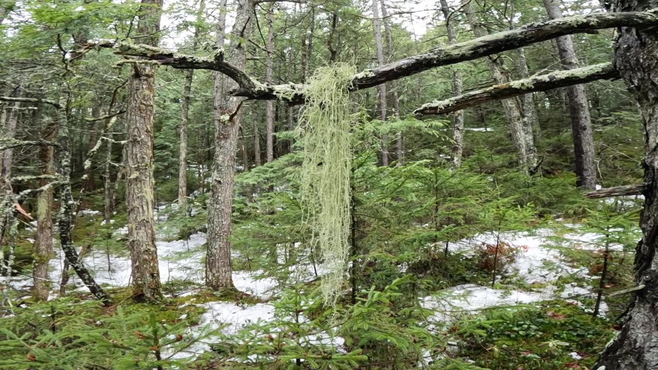Beard Lichen