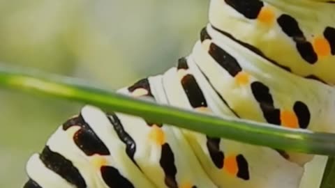 Only your outer shell changes, like a caterpillar that transforms into a butterfly