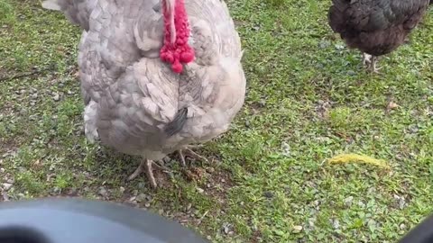 🤯🦃 You Won't Believe How Angry This Turkey Gets When I Drive Away! | FunFM