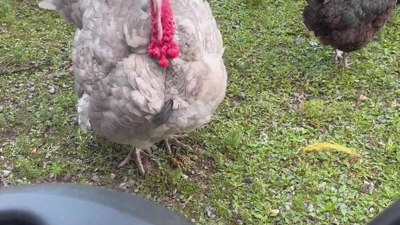 🤯🦃 You Won't Believe How Angry This Turkey Gets When I Drive Away! | FunFM