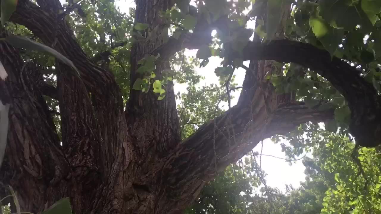 The sough of wind through trees.🌲