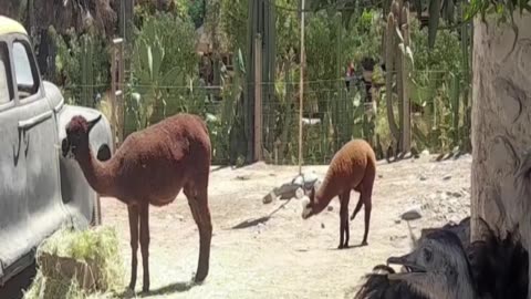 alpaca