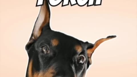 Pet Tales from the Porch: Evelyn & Pickles’ Garden Guardian Story | VaderTheDobie Live Highlight