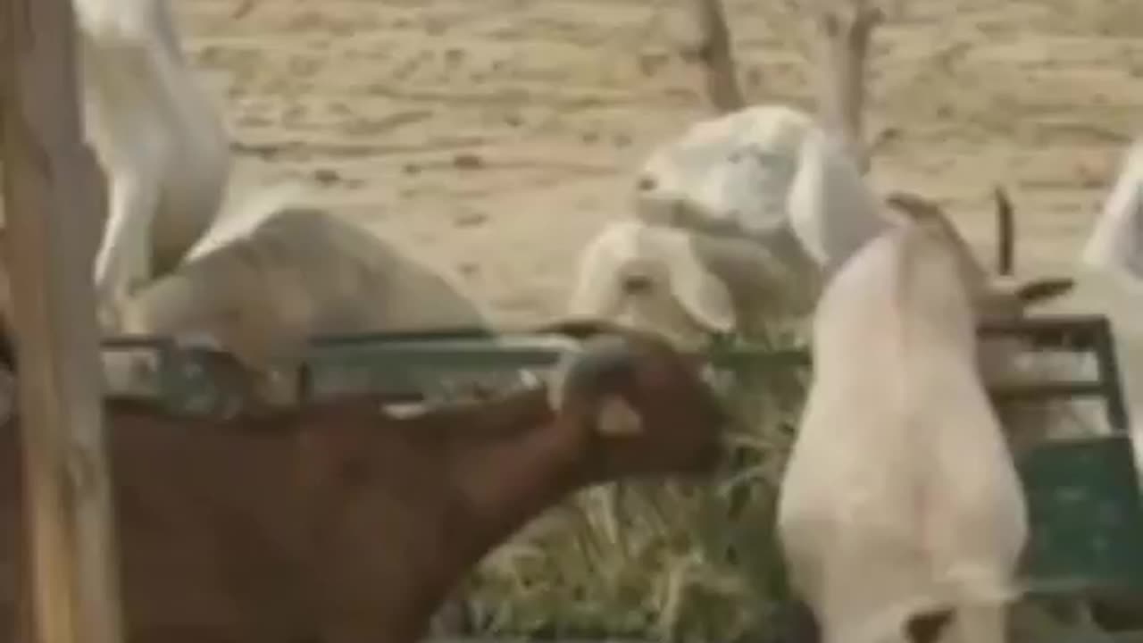 ahora VACUNAS para los PEDOS de las VACAS 💉📡🔬🧲📡💀