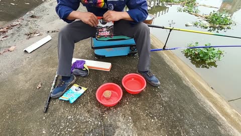 Shad Spin Fishing in River Spawning Runs