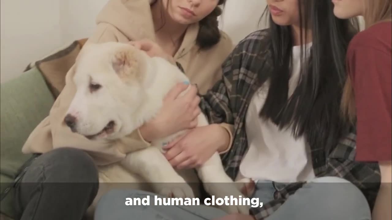 STOP Ignoring These Parvo Signs and Save Your Dog's Life!