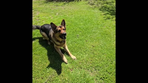 Virgil german shepherd.