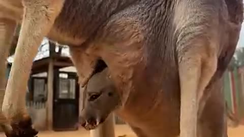 Baby kangaroo is peeking