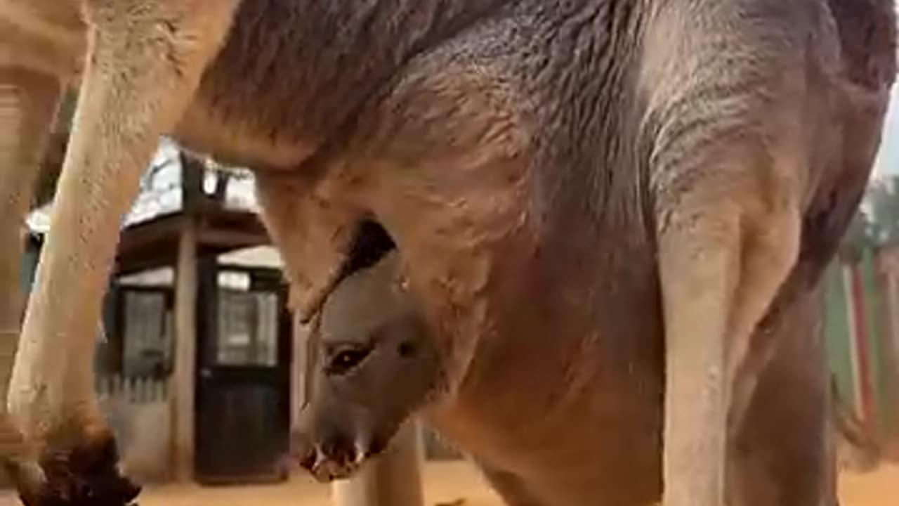 Baby kangaroo is peeking